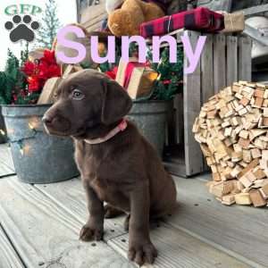 Sunny, Chocolate Labrador Retriever Puppy